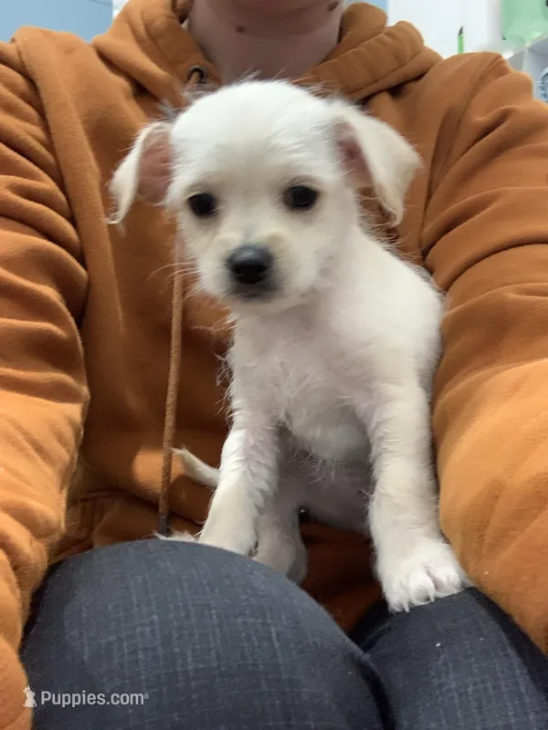 Cappuccino – Shihpoo, Chihuahua puppy for sale in Phoenixville, PA