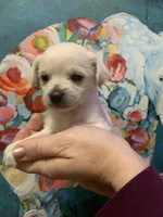 Cappuccino, a male Shihpoo and Chihuahua for sale in Phoenixville, PA – Photo 1 of 2