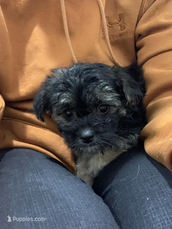 Mocha – Shihpoo, Chihuahua puppy for sale in Phoenixville, PA