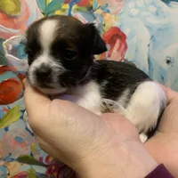 Matcha, a male Shihpoo and Chihuahua for sale in Phoenixville, PA – Photo 2 of 3