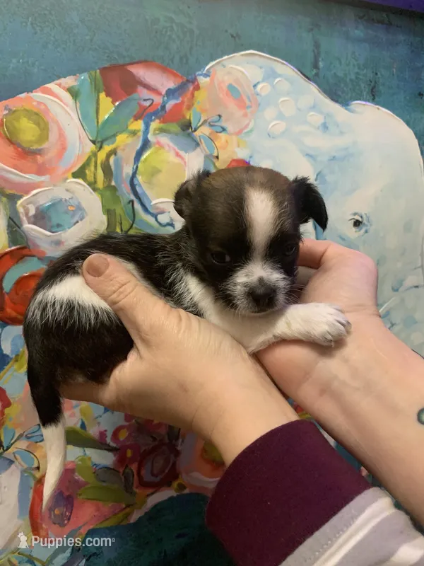 Matcha – Shihpoo, Chihuahua puppy for sale in Phoenixville, PA