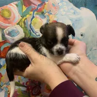 Matcha, a male Shihpoo and Chihuahua for sale in Phoenixville, PA – Photo 1 of 3