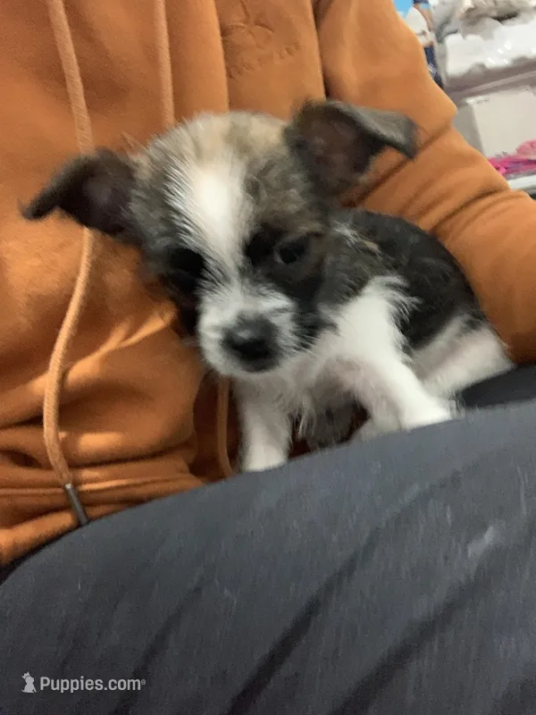 Matcha – Shihpoo, Chihuahua puppy for sale in Phoenixville, PA