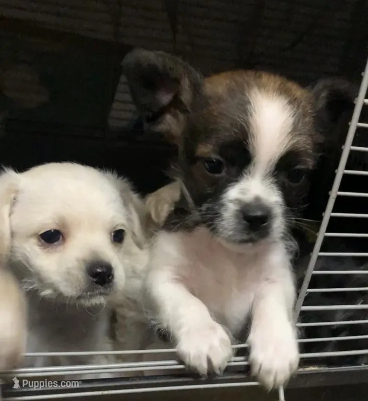 Matcha – Shihpoo, Chihuahua puppy for sale in Phoenixville, PA