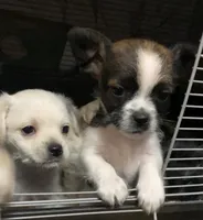 Matcha, a male Shihpoo and Chihuahua for sale in Phoenixville, PA – Photo 3 of 3