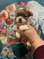 Morty, a male Shihpoo and Chihuahua for sale in Phoenixville, PA – Photo 2 of 2