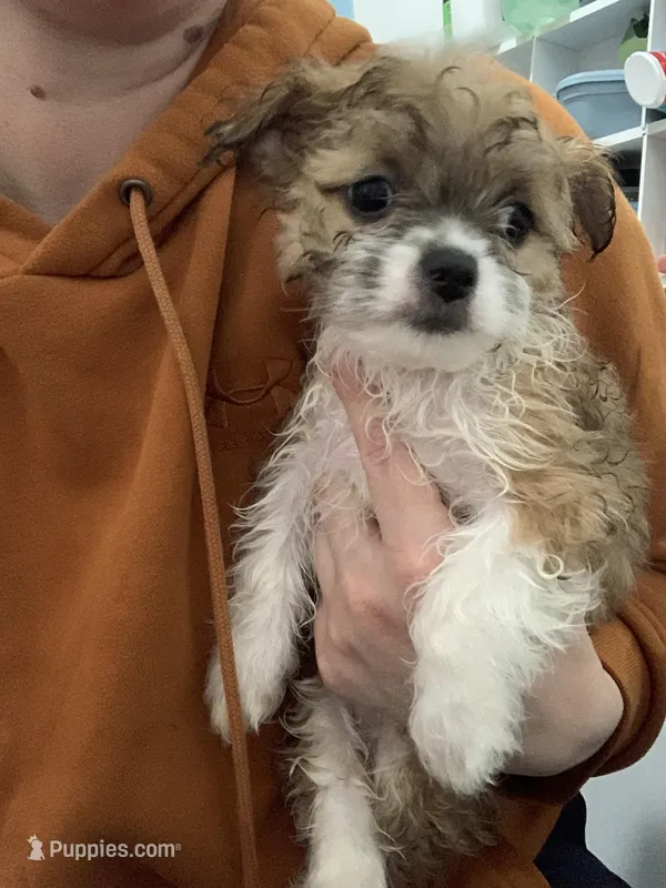 Morty – Shihpoo, Chihuahua puppy for sale in Phoenixville, PA