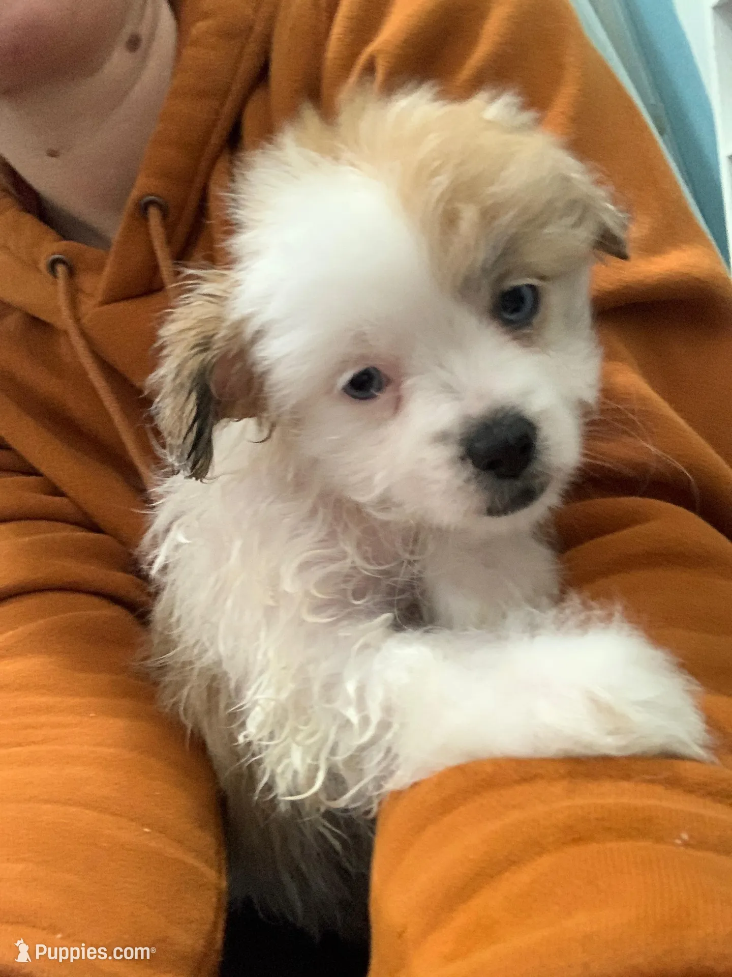 Fawn – Shihpoo, Chihuahua puppy for sale in Phoenixville, PA
