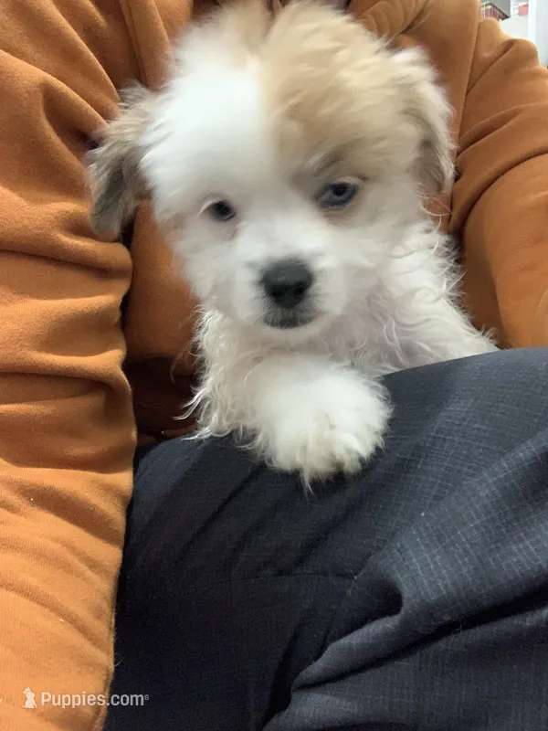 Fawn – Shihpoo, Chihuahua puppy for sale in Phoenixville, PA
