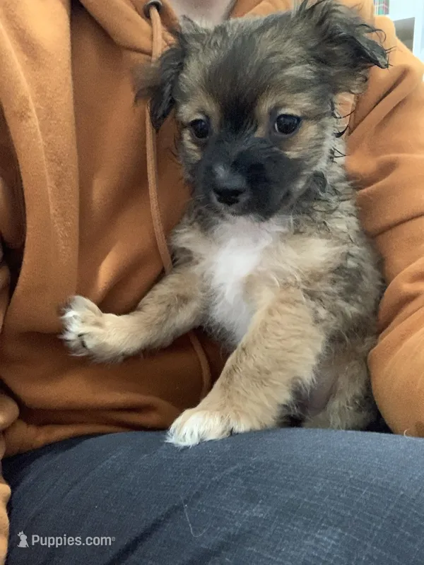 Bear – Shihpoo, Chihuahua puppy for sale in Phoenixville, PA