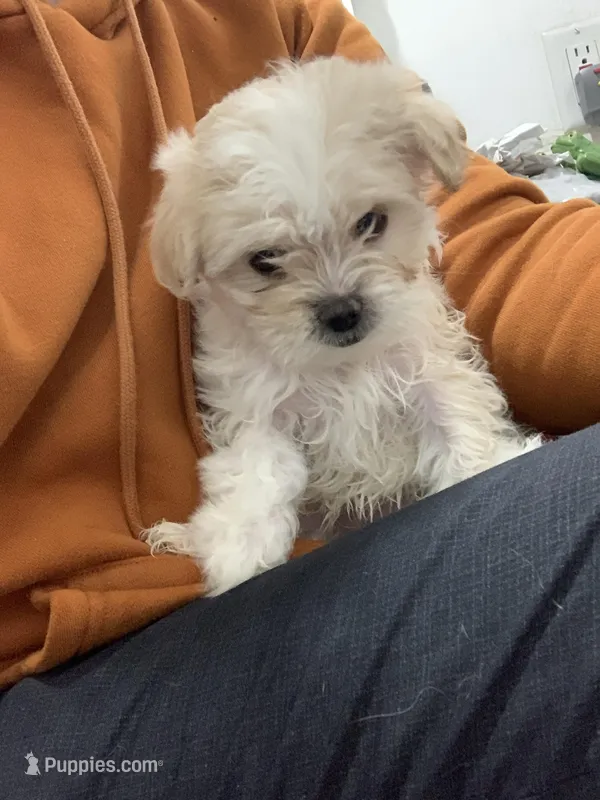 Carmela – Shihpoo, Chihuahua puppy for sale in Phoenixville, PA