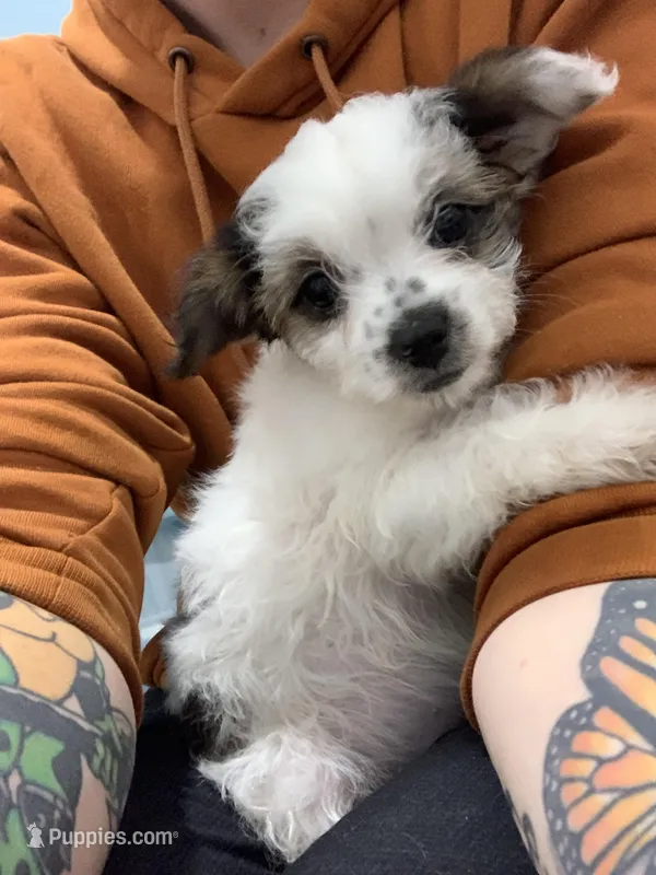 Cannoli – Shihpoo, Chihuahua puppy for sale in Phoenixville, PA
