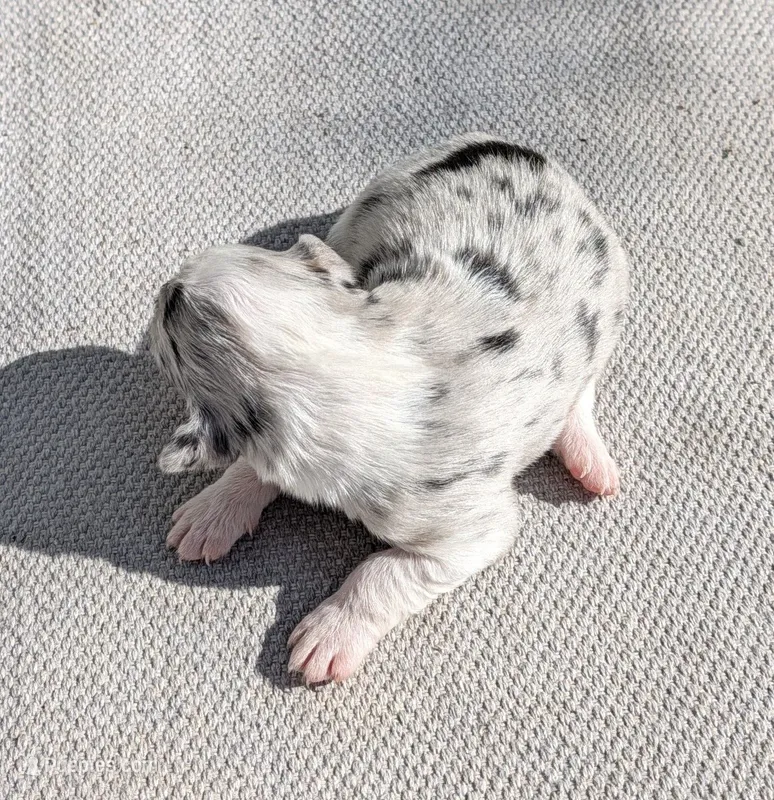 Smokey – Australian Shepherd puppy for sale in Clarkton, NC