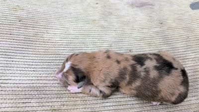 Suzie, a female Australian Shepherd for sale in Clarkton, NC – 1 of 1