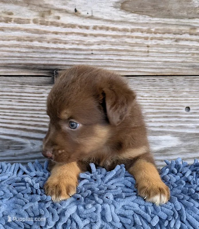 Bear – Australian Shepherd puppy for sale in Clarkton, NC