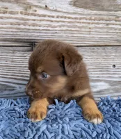 Bear, a male Australian Shepherd for sale in Clarkton, NC – 1 of 1