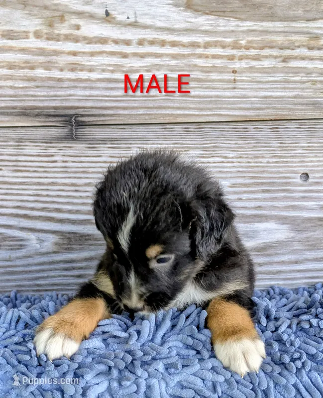 Hank – Australian Shepherd puppy for sale in Clarkton, NC