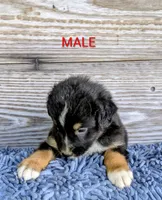 Hank, a male Australian Shepherd for sale in Clarkton, NC – 1 of 1