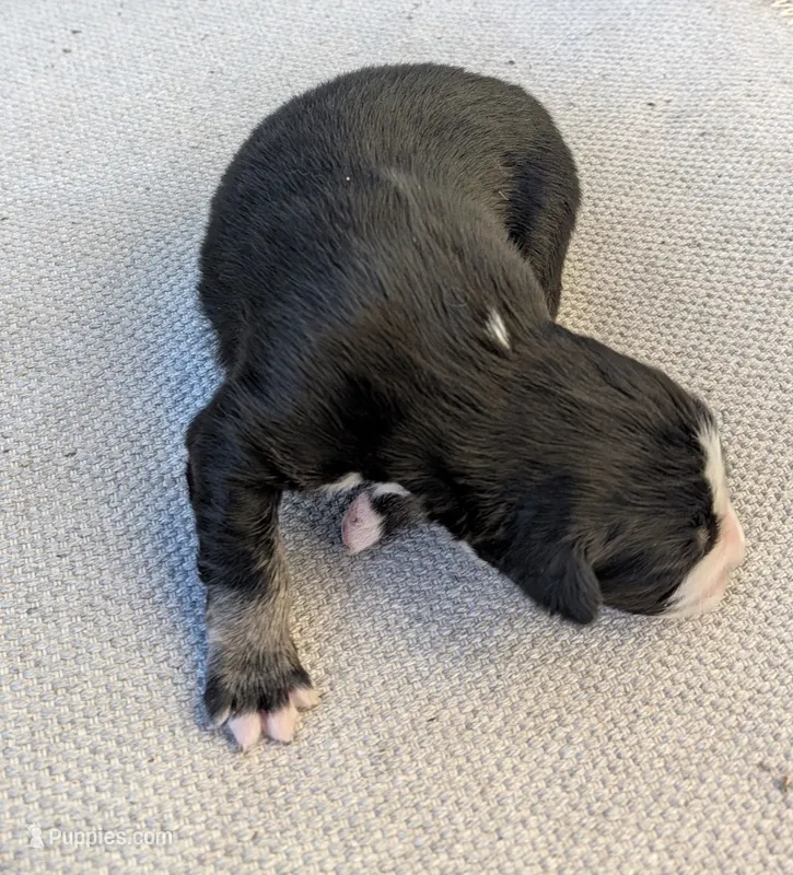 Sweetie – Australian Shepherd puppy for sale in Clarkton, NC