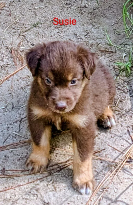 Susie  – Australian Shepherd puppy for sale in Clarkton, NC