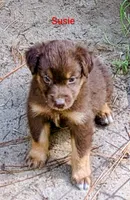 Susie , a female Australian Shepherd for sale in Clarkton, NC – 3 of 3