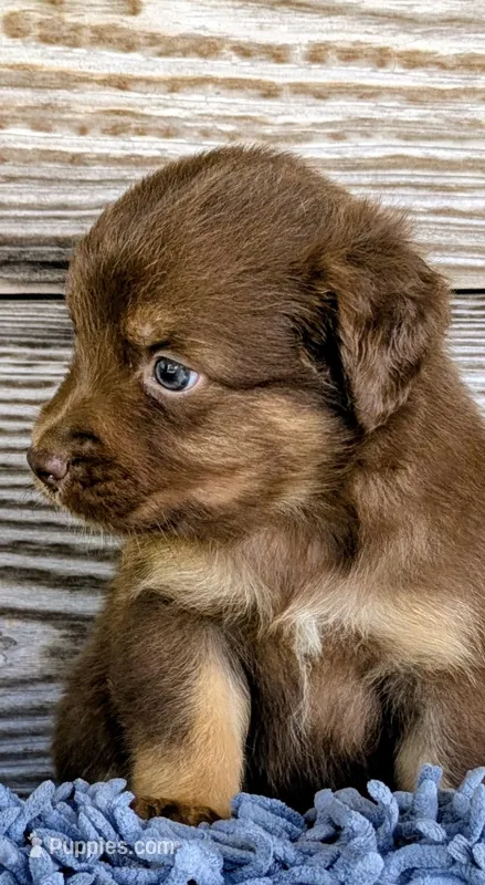 Susie  – Australian Shepherd puppy for sale in Clarkton, NC