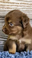 Susie , a female Australian Shepherd for sale in Clarkton, NC – 1 of 3