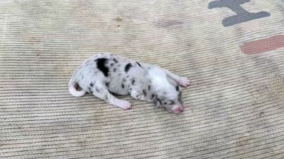 Smokey, a female Australian Shepherd for sale in Clarkton, NC – 2 of 2