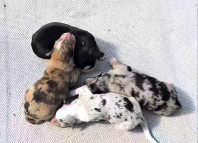 Molly, a female Australian Shepherd for sale in Clarkton, NC – 3 of 3