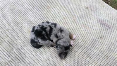 Molly, a female Australian Shepherd for sale in Clarkton, NC – 2 of 3