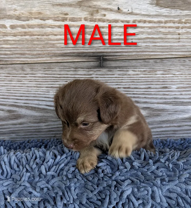 Sam – Australian Shepherd puppy for sale in Clarkton, NC