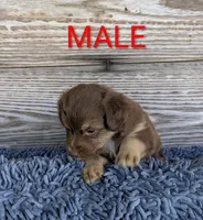 Sam, a male Australian Shepherd for sale in Clarkton, NC – 1 of 1