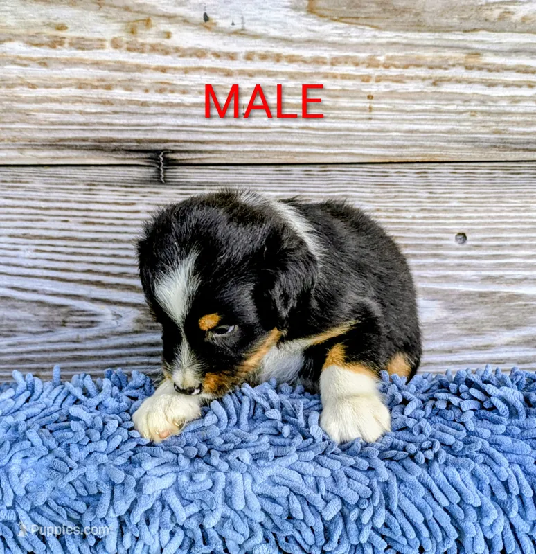 Murphy  – Australian Shepherd puppy for sale in Clarkton, NC