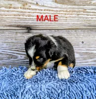 Murphy , a male Australian Shepherd for sale in Clarkton, NC – 1 of 1