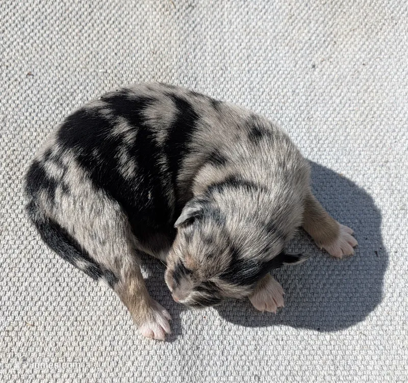 Molly – Australian Shepherd puppy for sale in Clarkton, NC