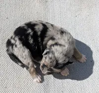 Molly, a female Australian Shepherd for sale in Clarkton, NC – 1 of 3