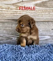 Susie , a female Australian Shepherd for sale in Clarkton, NC – 2 of 3