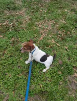 Buster, a male Jack Russell Terrier for sale in Dunn, NC – Photo 2 of 5
