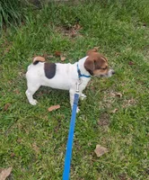 Buster, a male Jack Russell Terrier for sale in Dunn, NC – Photo 1 of 5