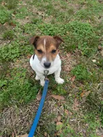 Buster, a male Jack Russell Terrier for sale in Dunn, NC – Photo 5 of 5