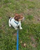 Buster, a male Jack Russell Terrier for sale in Dunn, NC – Photo 4 of 5