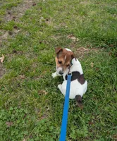 Buster, a male Jack Russell Terrier for sale in Dunn, NC – Photo 3 of 5