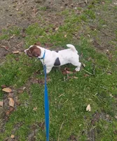 Oscar, a male Jack Russell Terrier for sale in Dunn, NC – Photo 4 of 4