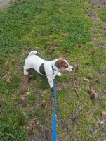 Oscar, a male Jack Russell Terrier for sale in Dunn, NC – Photo 3 of 4