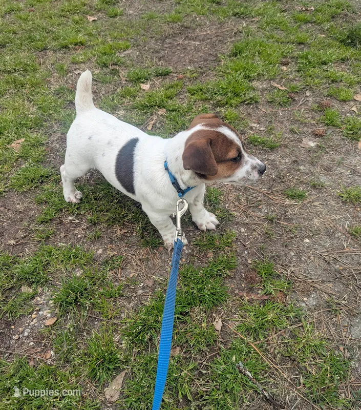 Oscar – Jack Russell Terrier puppy for sale in Dunn, NC