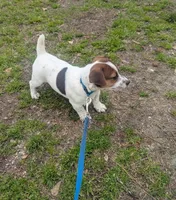 Oscar, a male Jack Russell Terrier for sale in Dunn, NC – Photo 1 of 4