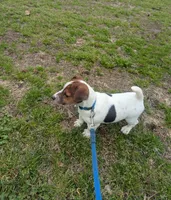 Oscar, a male Jack Russell Terrier for sale in Dunn, NC – Photo 2 of 4
