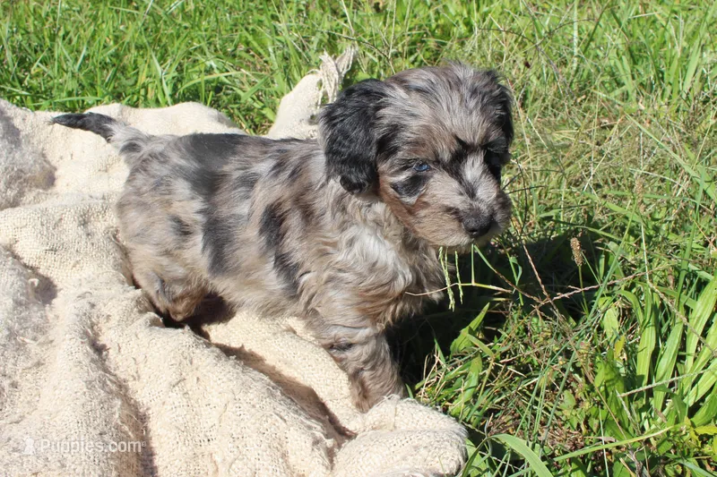 Aspen- CKC- F1 Mini AussieDoodle- Stokesdale, NC – Miniature Aussiedoodle puppy for sale in Stokesdale, NC