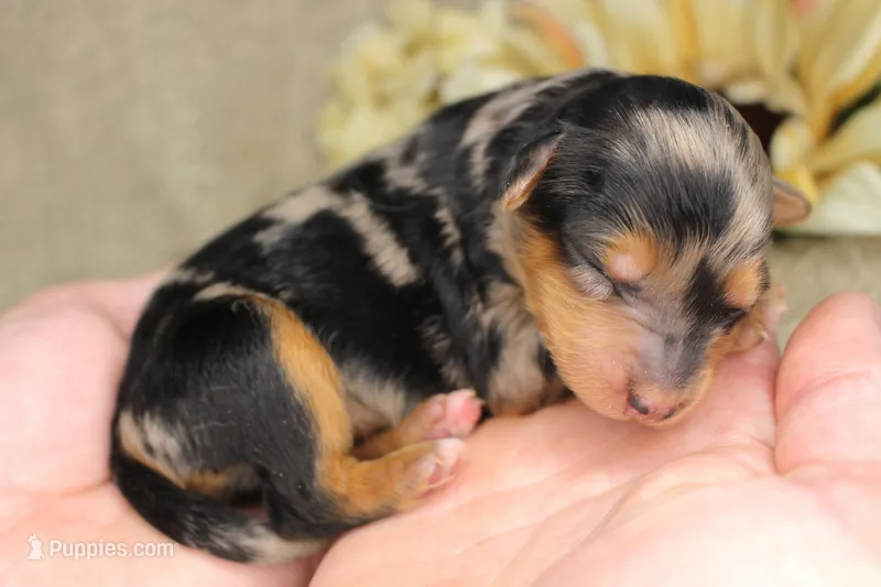 Bryce- CKC- F1 Mini AussieDoodle- Stokesdale, NC – Miniature Aussiedoodle puppy for sale in Stokesdale, NC