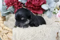 Bandit- F1B Mini AussieDoodle Boy in NC- Black Phantom, a male Miniature Aussiedoodle for sale in Stokesdale, NC – 2 of 4